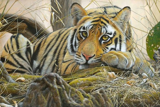 I'm Bored, Tiger — Edward Spera